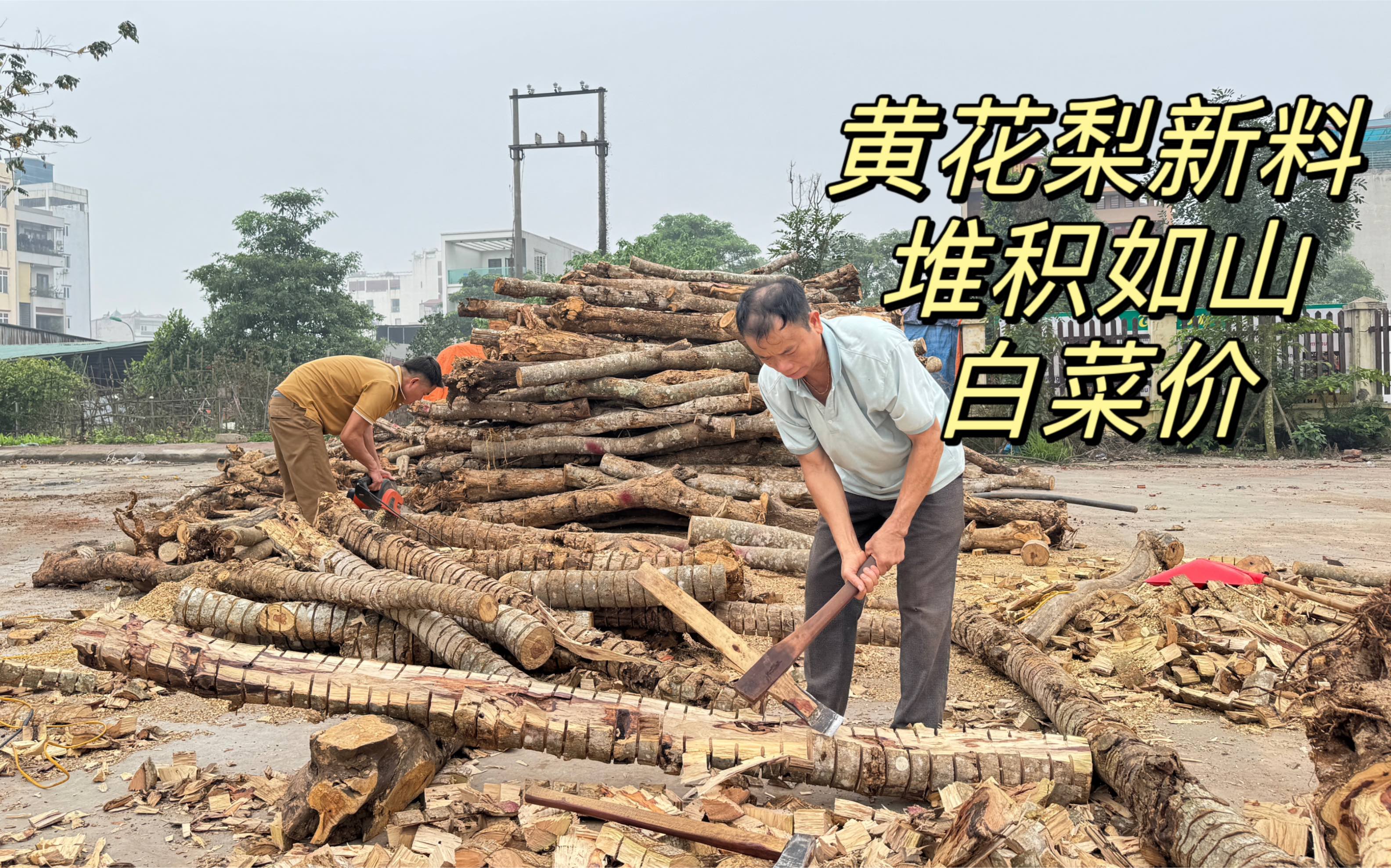 越南黄花梨新料堆积如山,黄花梨价格低廉,每个人都能黄花梨自由哔哩哔哩bilibili