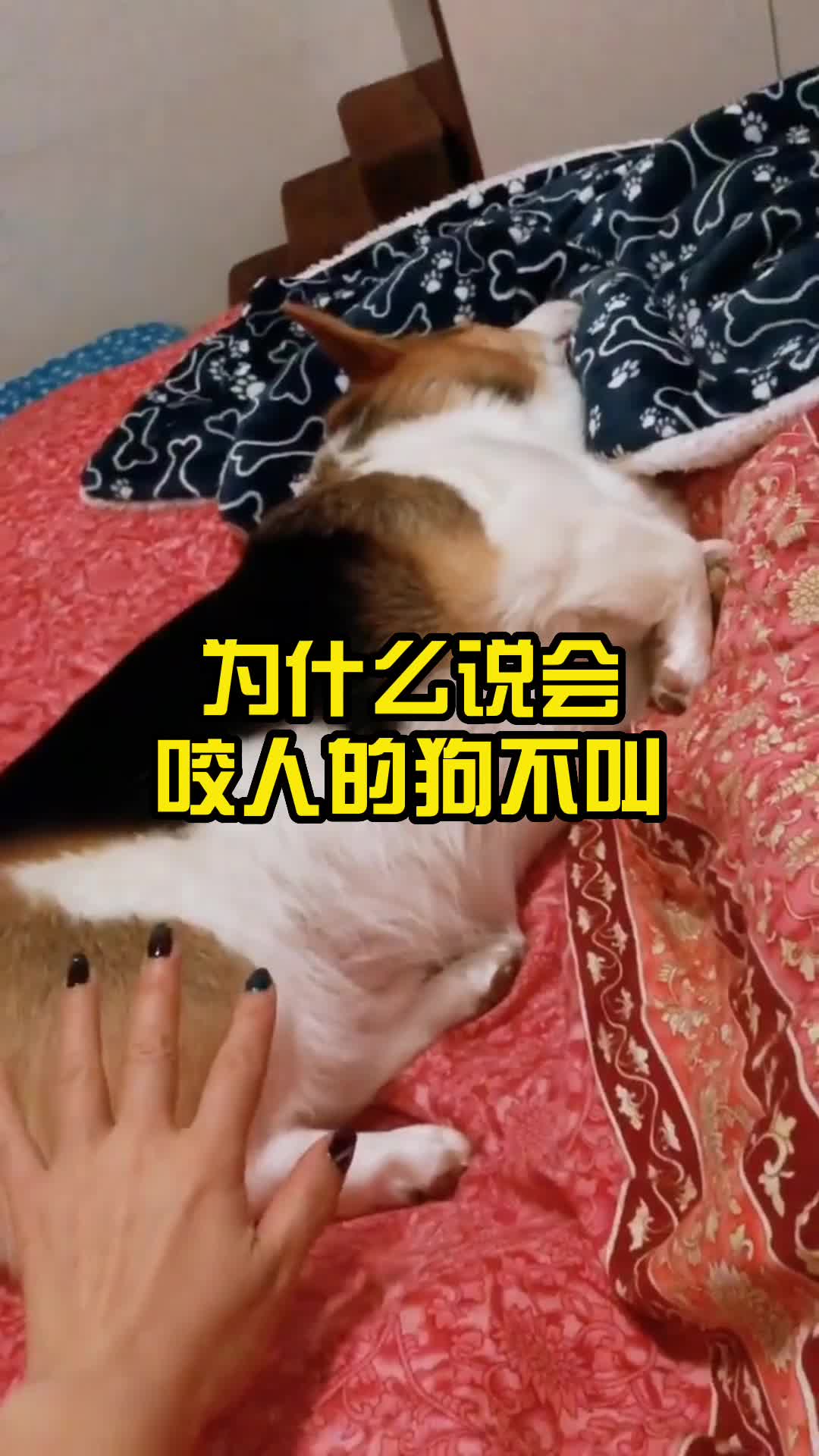 为什么说会咬人的狗不叫,哔哩哔哩bilibili