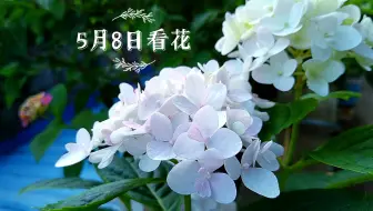 5月9日看花 哔哩哔哩 Bilibili
