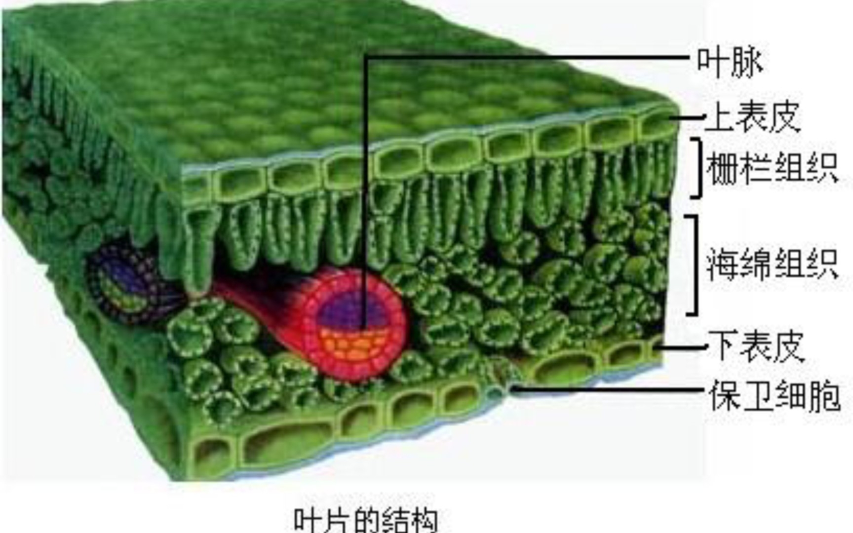 叶片的结构哔哩哔哩bilibili