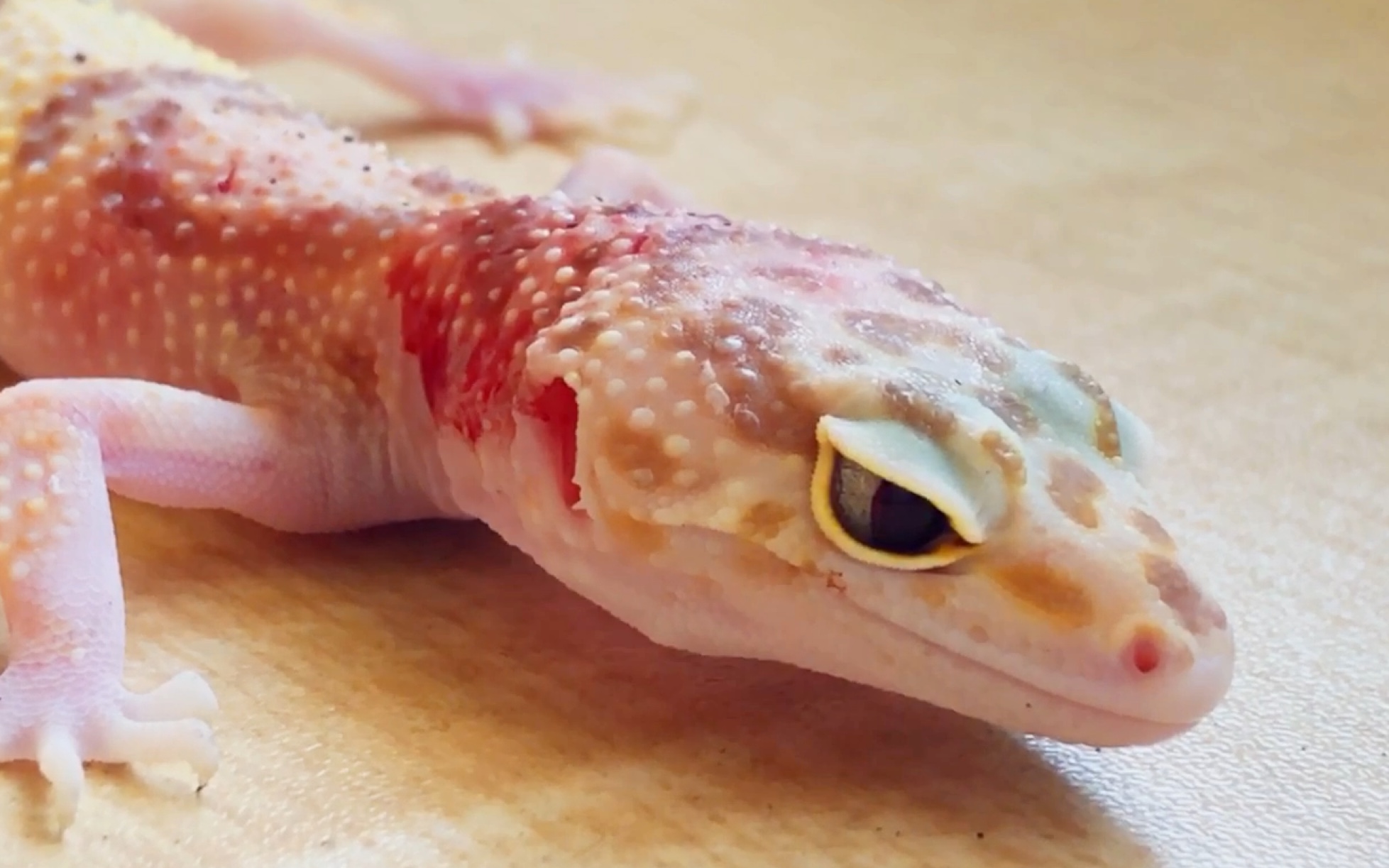 我的守宫被猫咬的遍体鳞伤希望能恢复