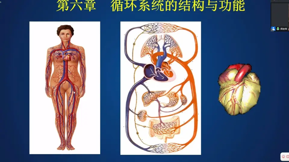 人体解剖生理学第一章绪论_哔哩哔哩_bilibili