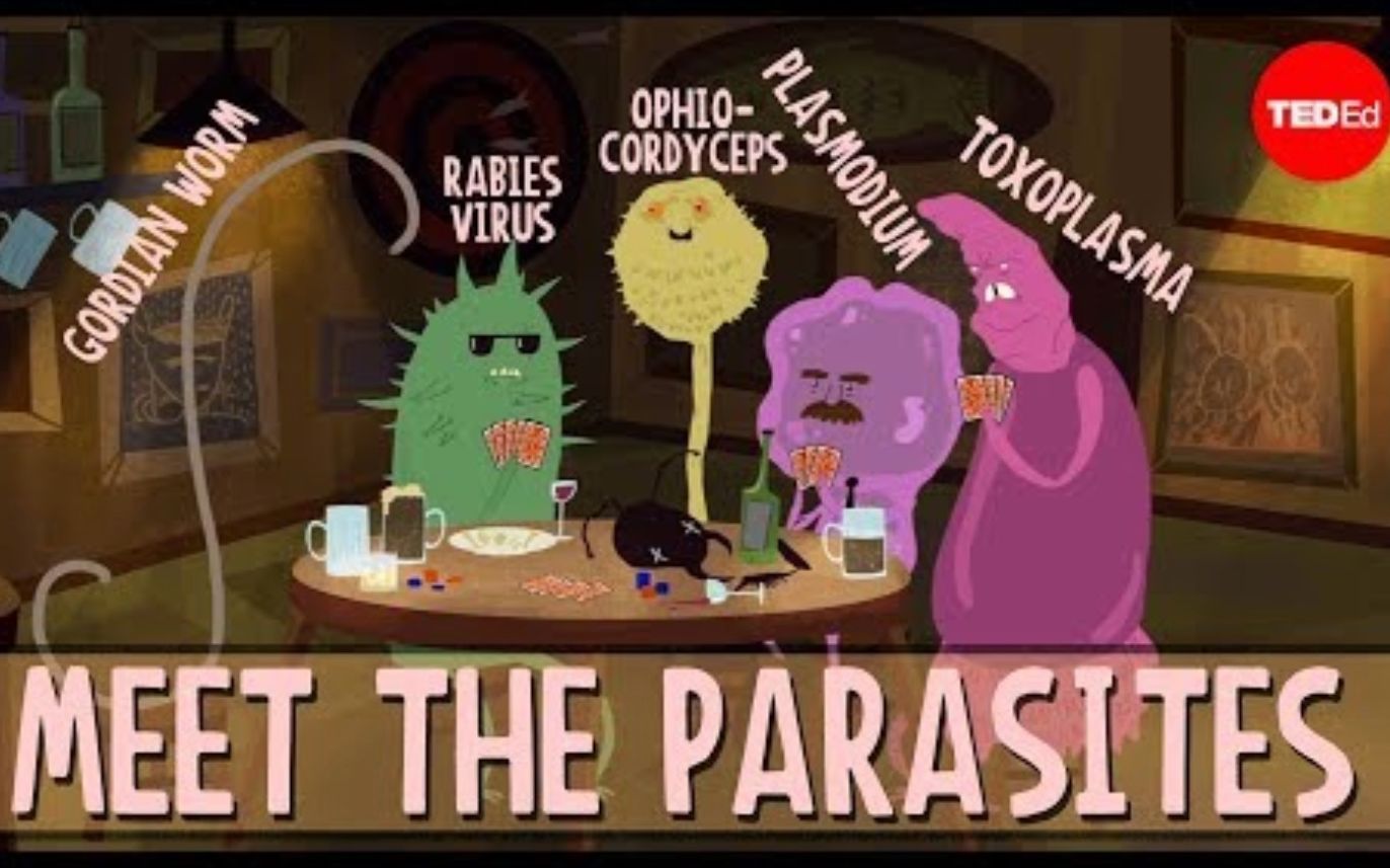 [图]【Ted-ED】寄生生物如何改变宿主的行为 How Parasites Change Their Host's Behavior