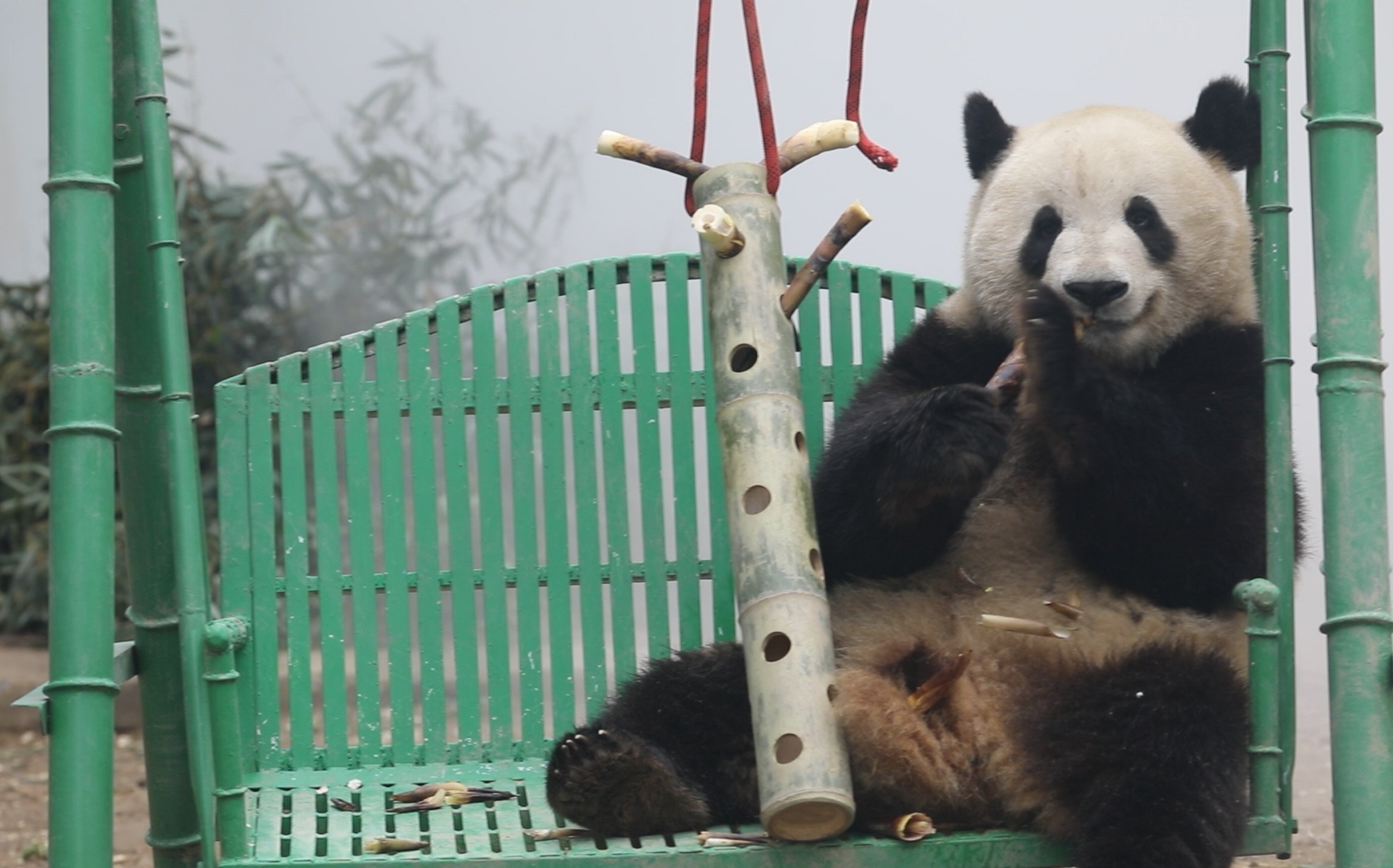 仙境中吃筍的萌蘭掉了幾個筍心裡可有數了