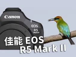 Descargar video: 【佳能 EOS R5 Mark II 拍摄测试测评】佳能 EOS R5 Mark II  澳洲户外鸟类拍摄实测