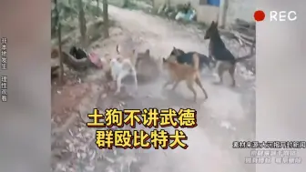 Tải video: 一只比特犬落单 遭到一群土狗的集体围攻