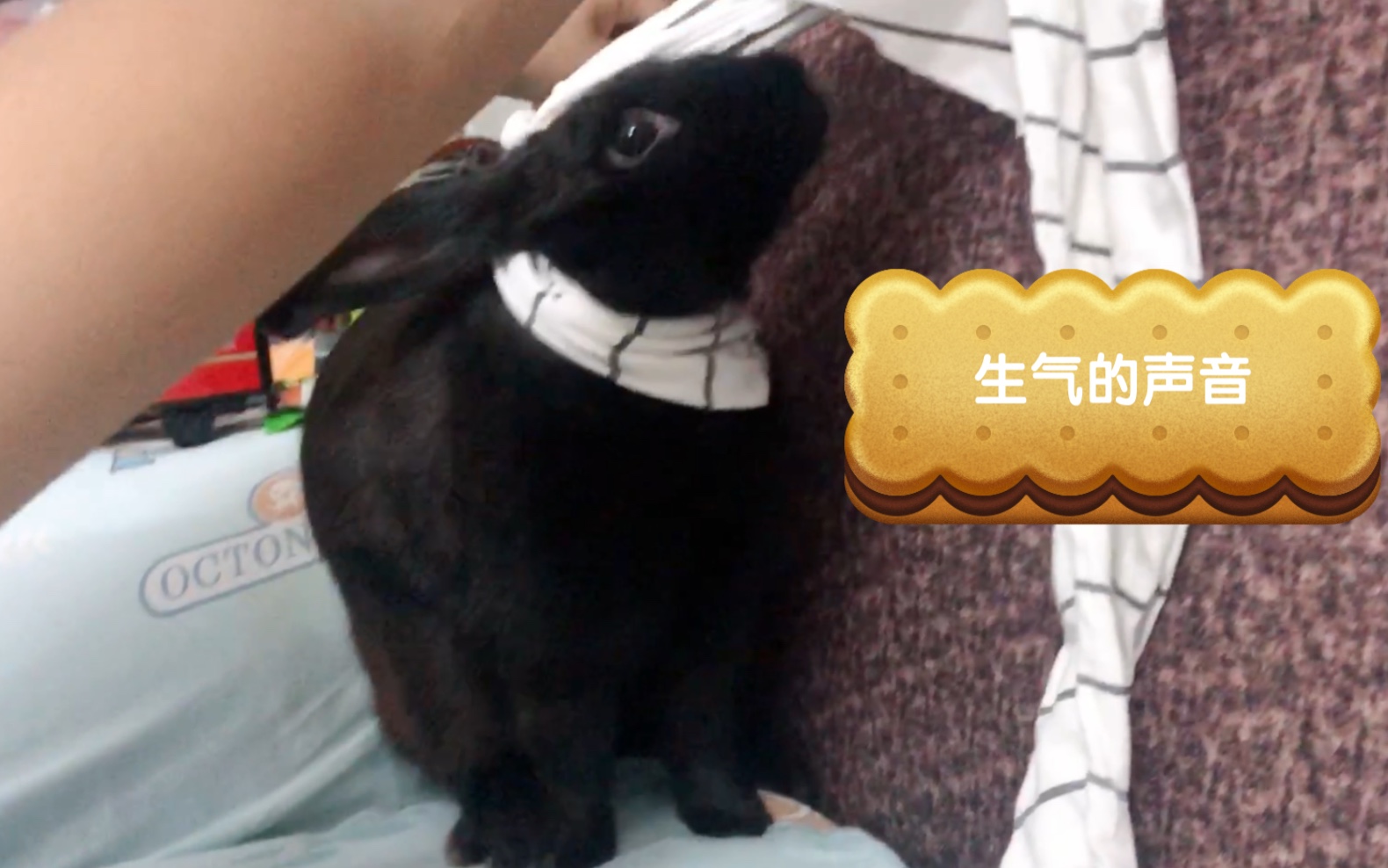 活动作品兔子生气时发出的声音