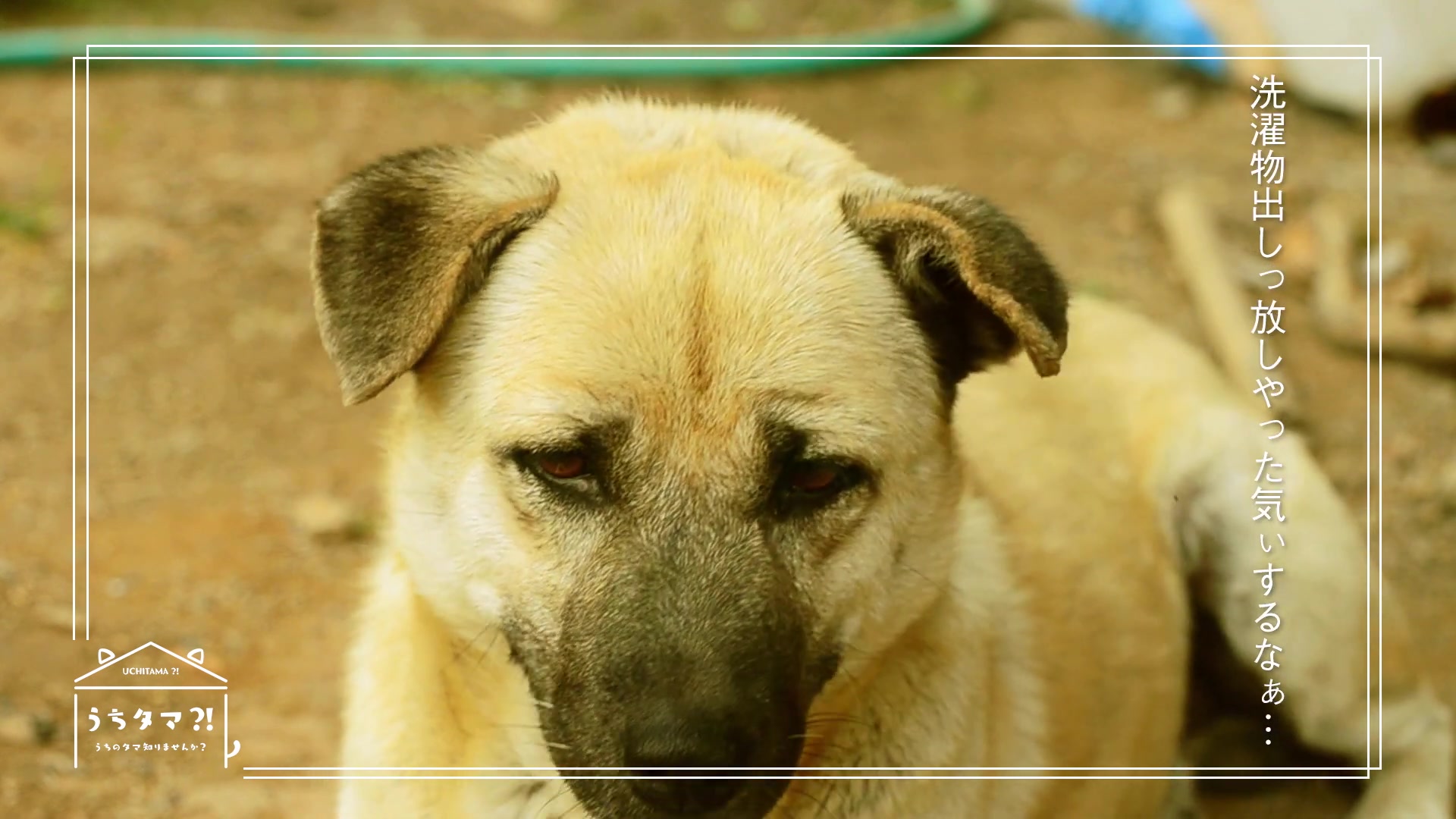 2020年1月猫狗宠物街角色语音解禁cmゴンver