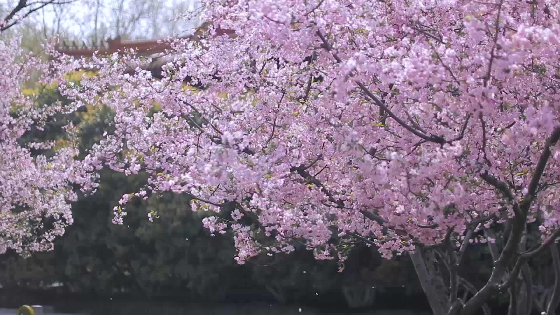 [图]【明故宫】海棠春深，飞花满城