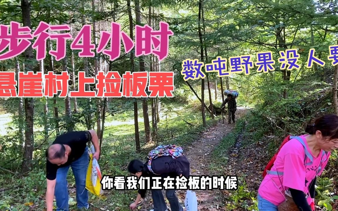 步行4小时上落旗山捡板栗(2)悬崖村上百果丰,炊烟袅袅醉人心哔哩哔哩bilibili