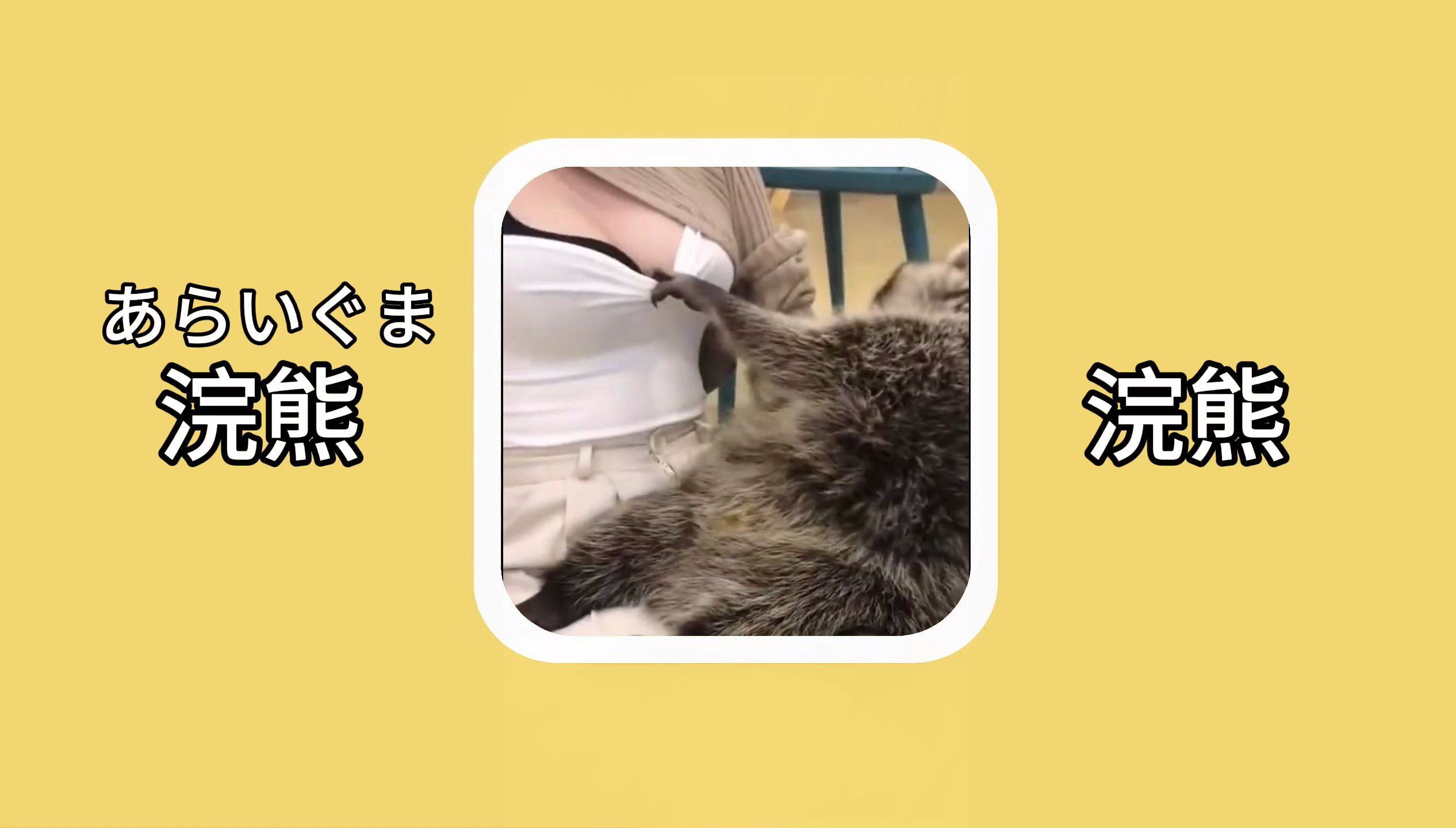 【日语单词】浣熊(あらいぐま):浣熊哔哩哔哩bilibili