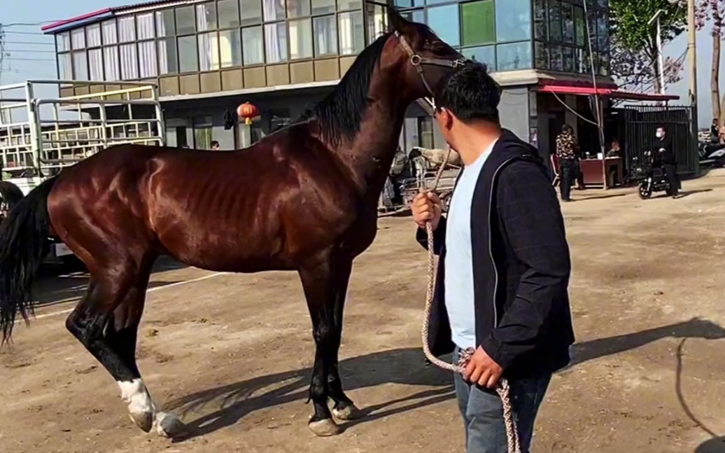 市场来一匹肩高一米八种公马配一次种五千闻到母马气息兴奋了