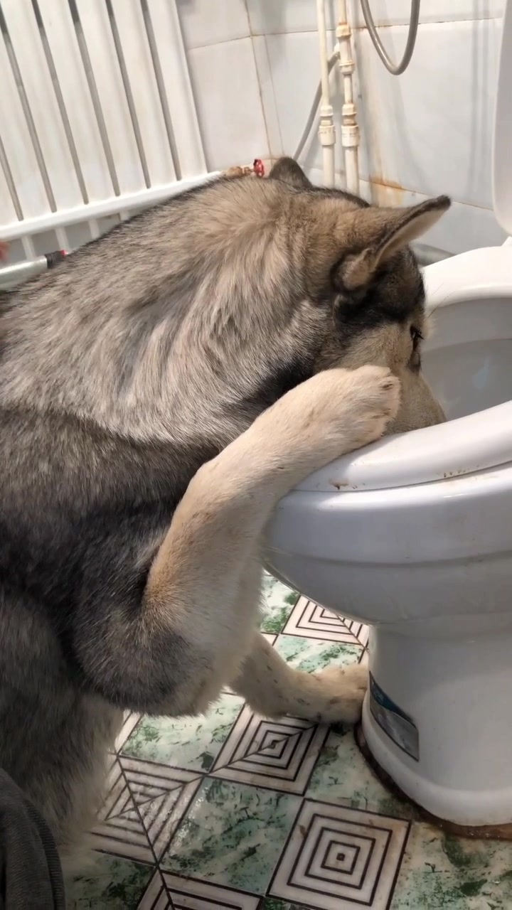 不同的狗看到主人喝醉的反应,史尿多你飘了