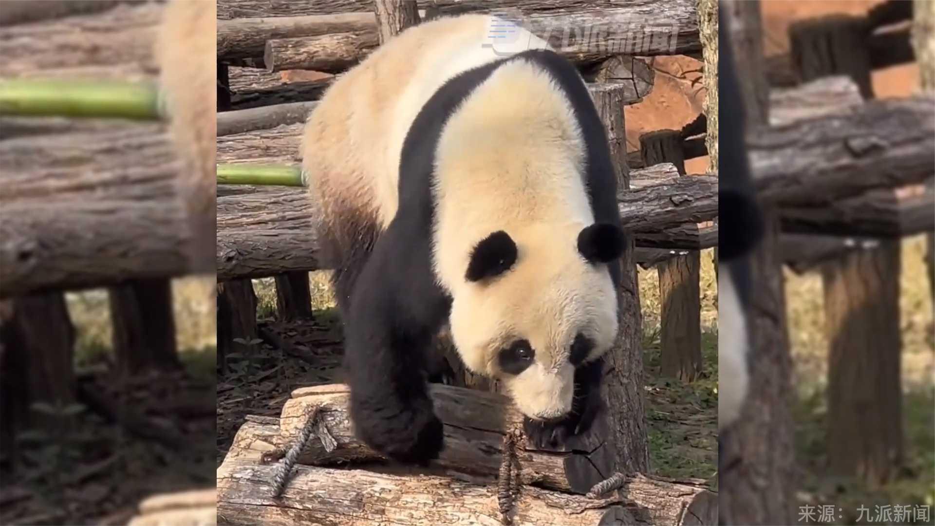 揚州動物園回應木架風化致大熊貓摔倒 我們這邊也很拿它當寶貝的