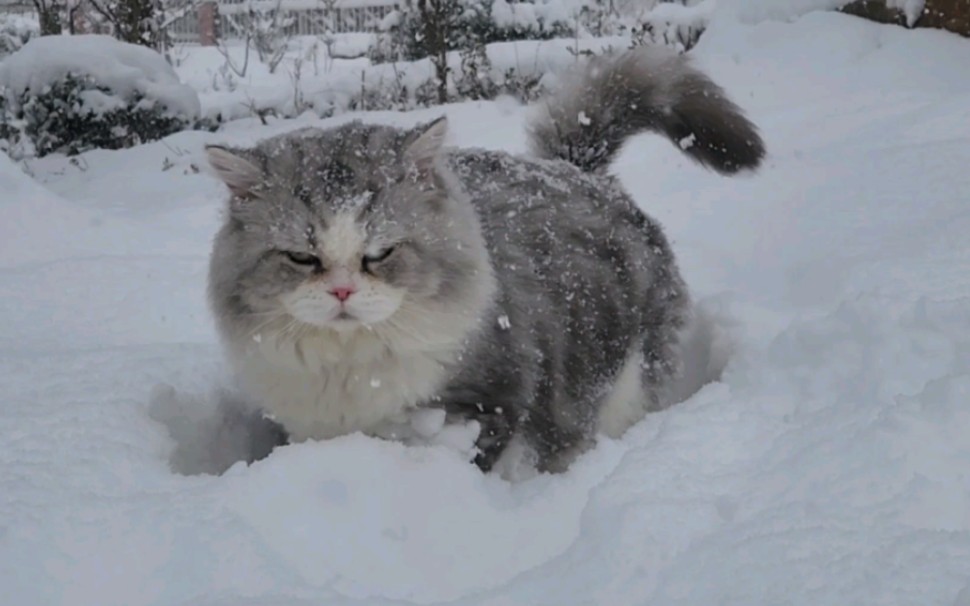 明明有路就不走,就非要钻雪里推雪玩儿.无情推雪机.(有两个视频,有一个原声的)哔哩哔哩bilibili