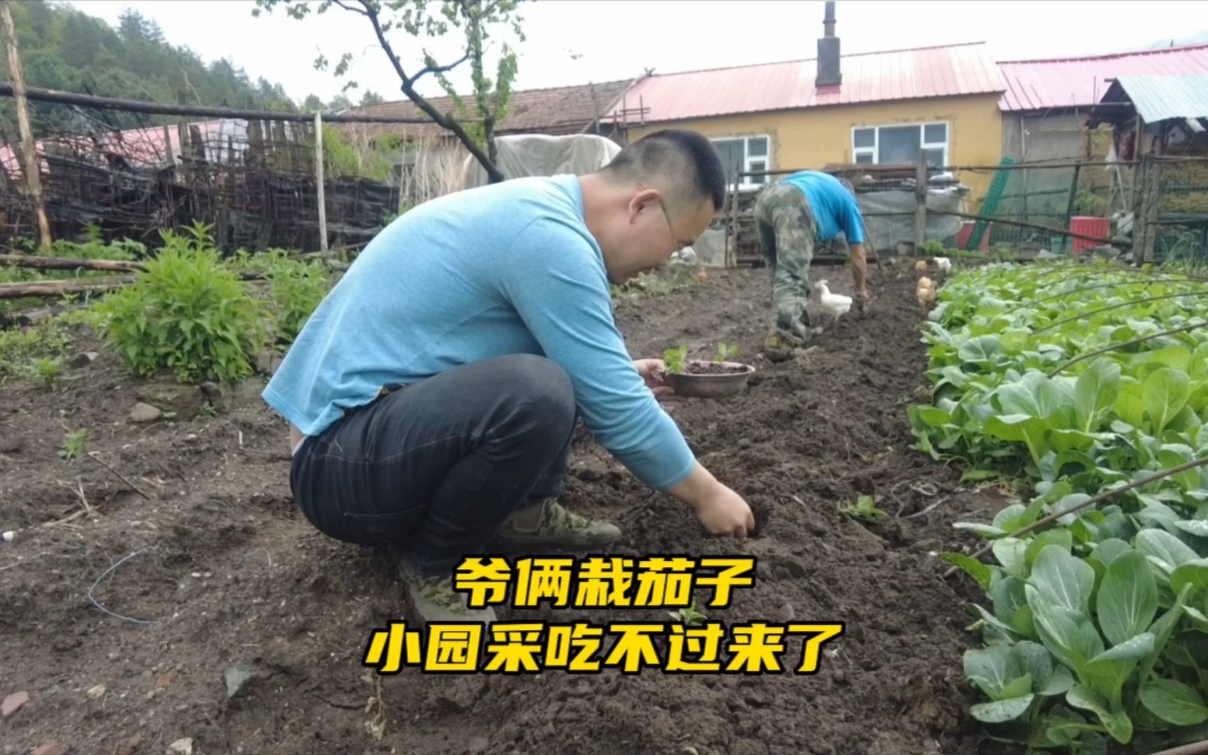 农村生活太香了,小园菜越来越丰富了,现割韭菜包盒子吃就是香哔哩哔哩bilibili