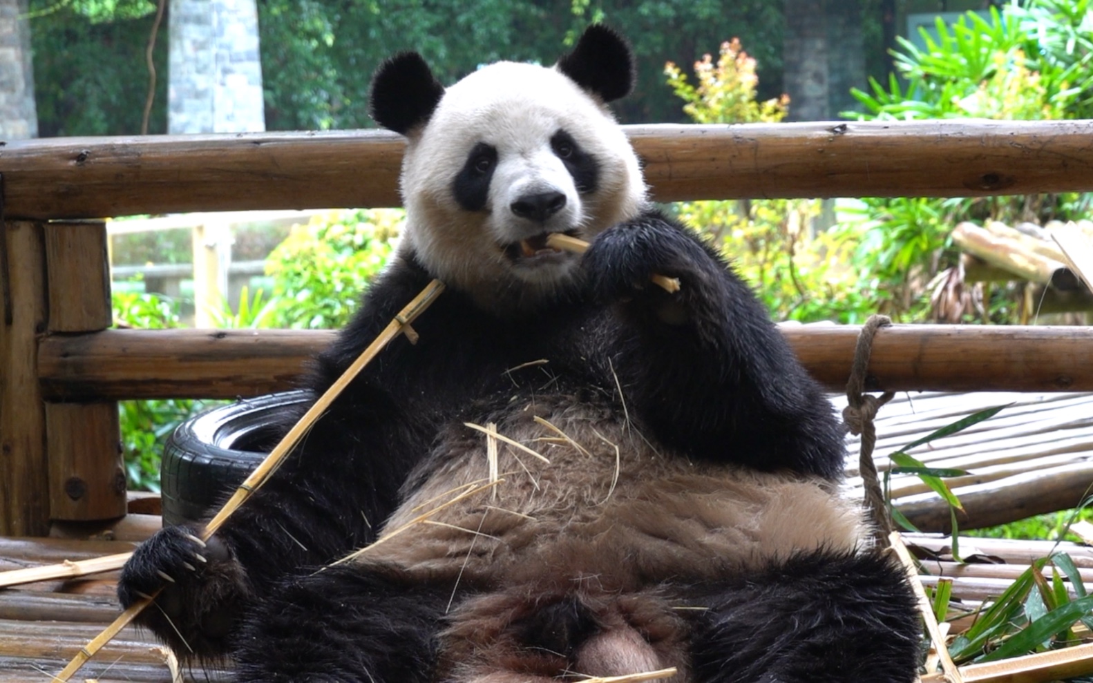 [图]阿猪你真的很懂什么叫欲擒故纵…