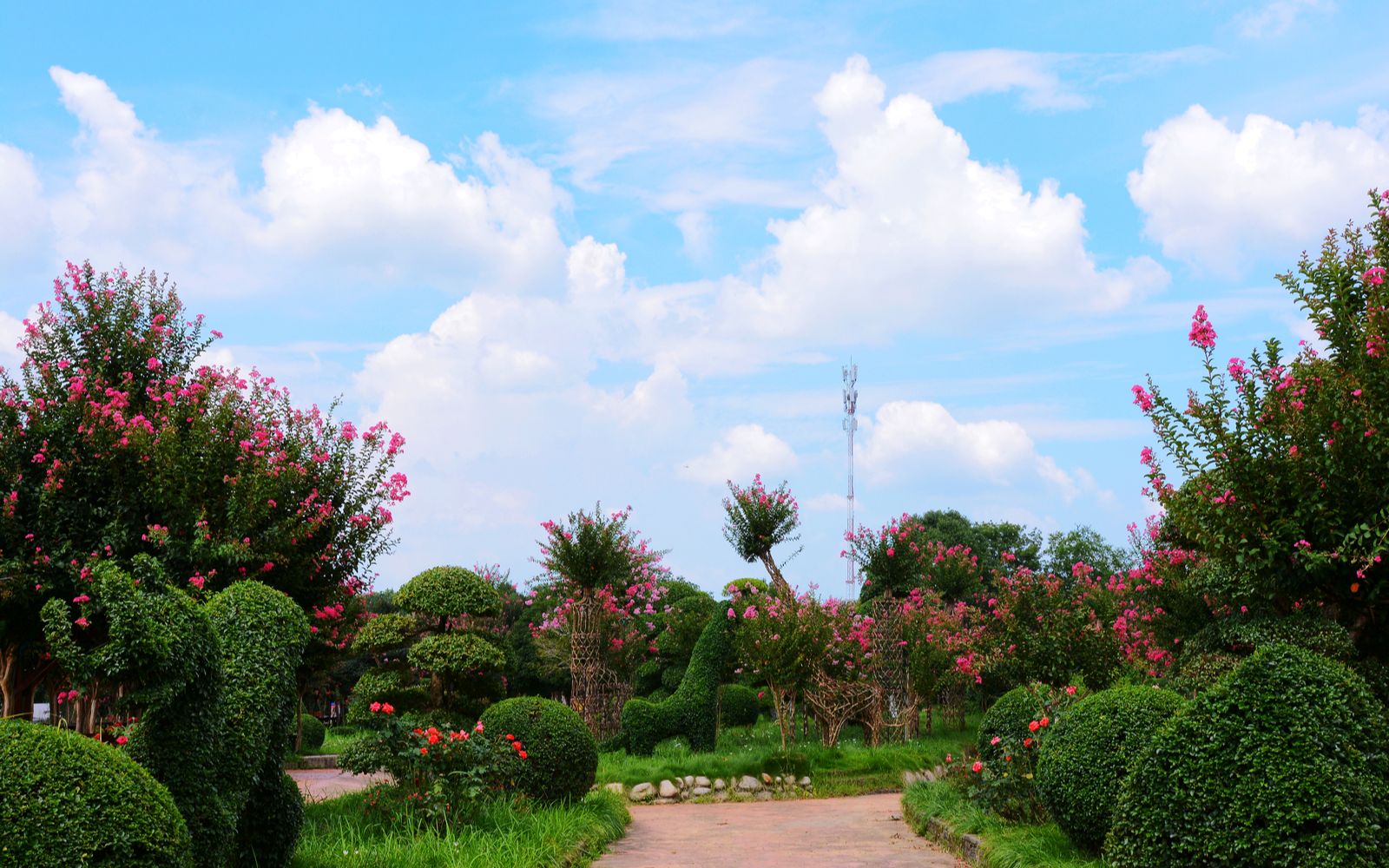 【原创】2021夏日紫薇—武汉紫薇都市田园掠影〔摄录剪辑