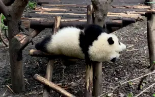 Скачать видео: 快扶我起来，我要唱春天的花花！