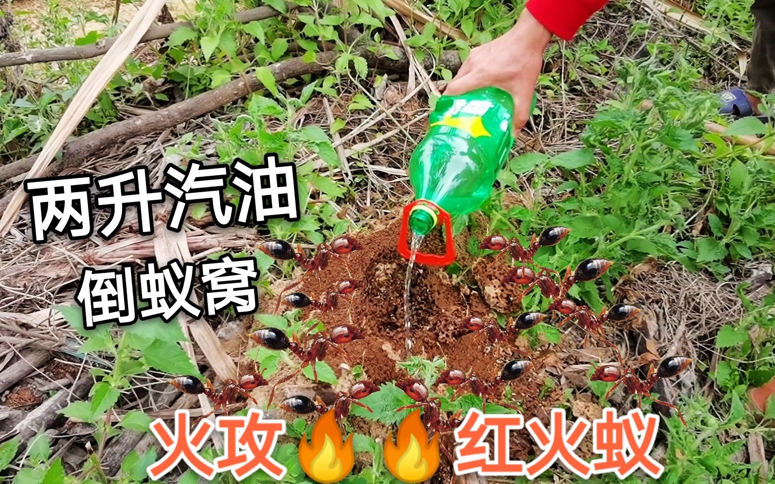 [图]消灭红火蚁，两升汽油倒入蚂蚁洞，瞬间爆燃，一巢毒蚁被团灭