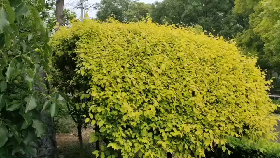 天津蓟县小穿芳峪玉凤芳院农家院,别致古典哔哩哔哩bilibili