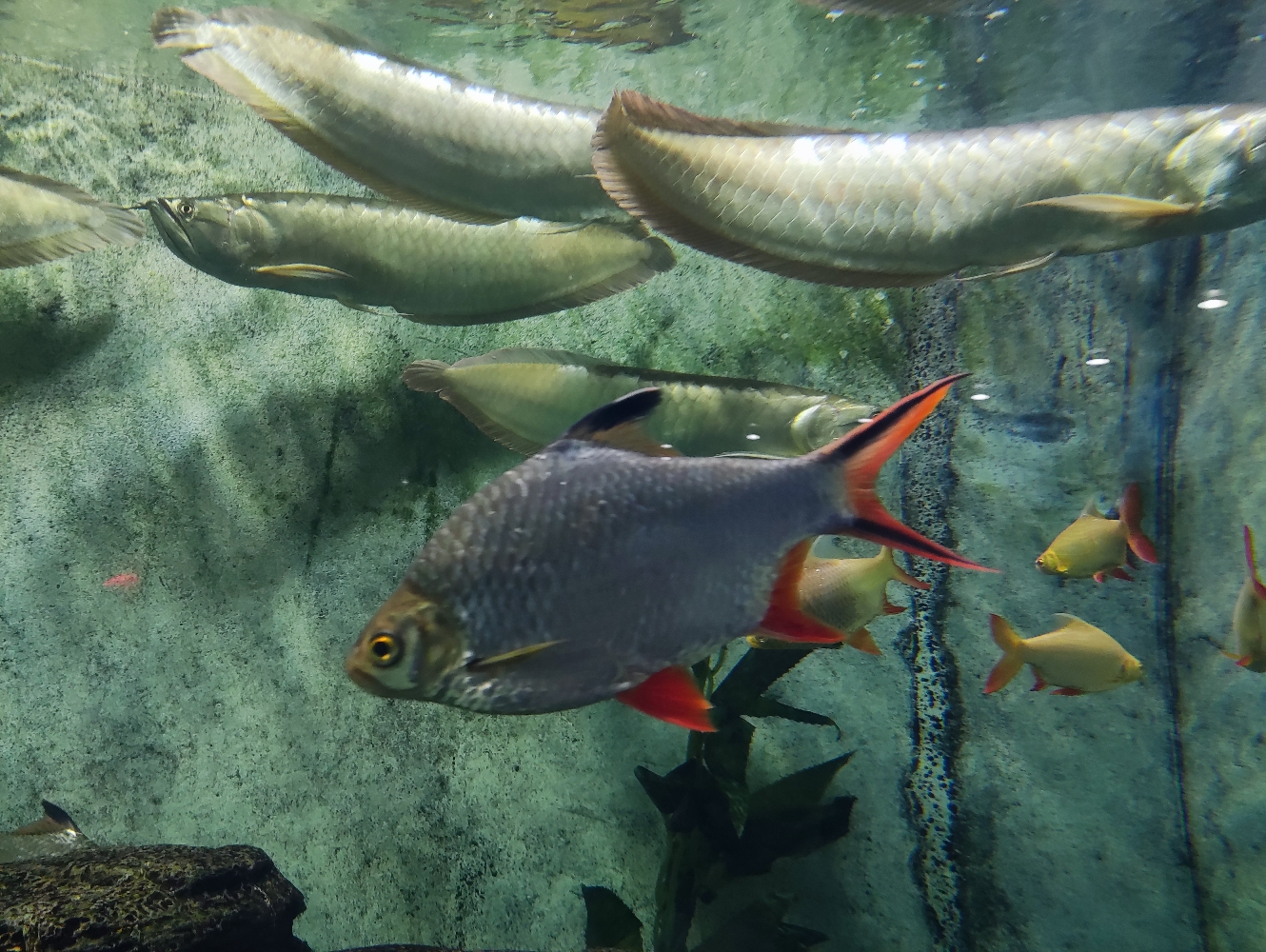 上海动物园的银龙鱼