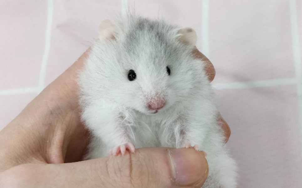 你会领养哪个黑波利仓鼠?有偿领养