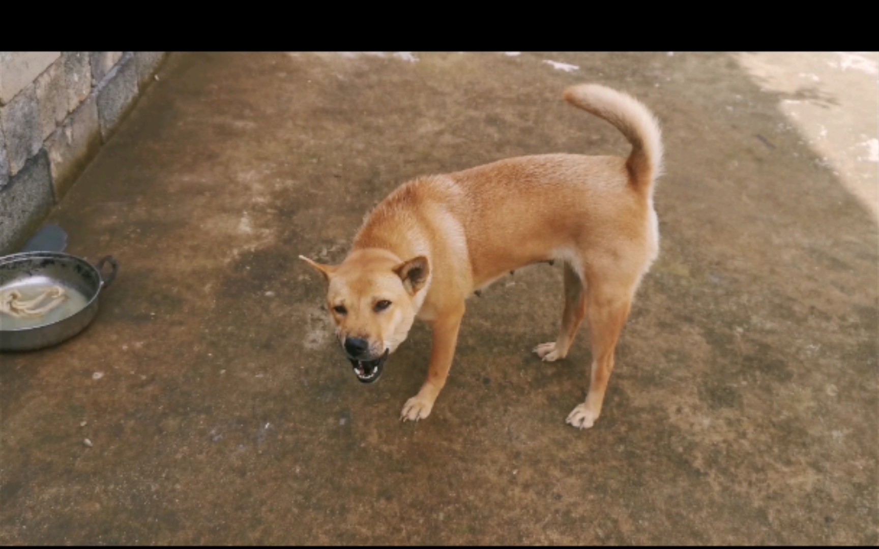 十年土狗黄地,黑嘴吃播:狗子老了又掉牙,啃个鸡爪都费劲!