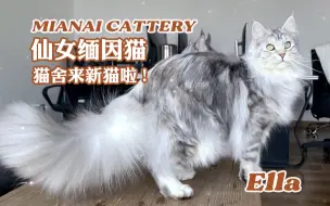 缅因猫舍｜又仙又奶的Ella妹妹，期待她的小宝宝们