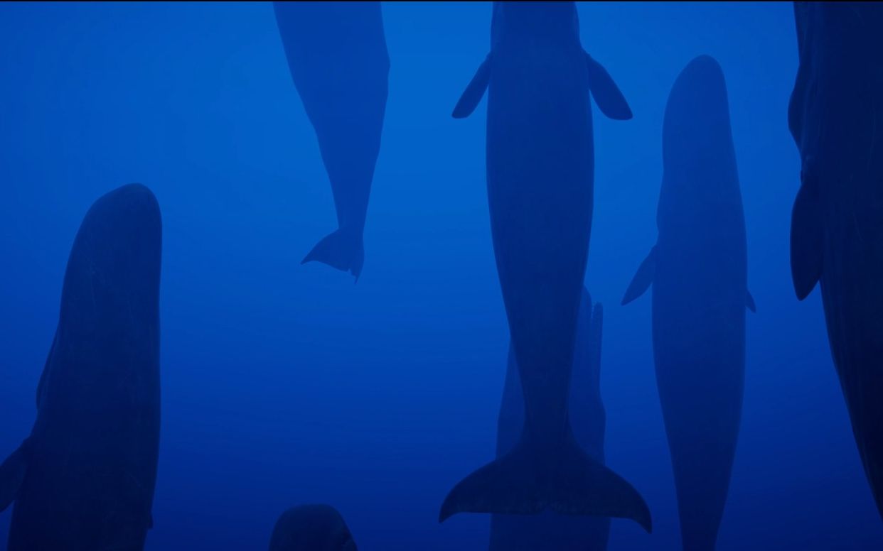 海底山 抹香鲸们在睡觉