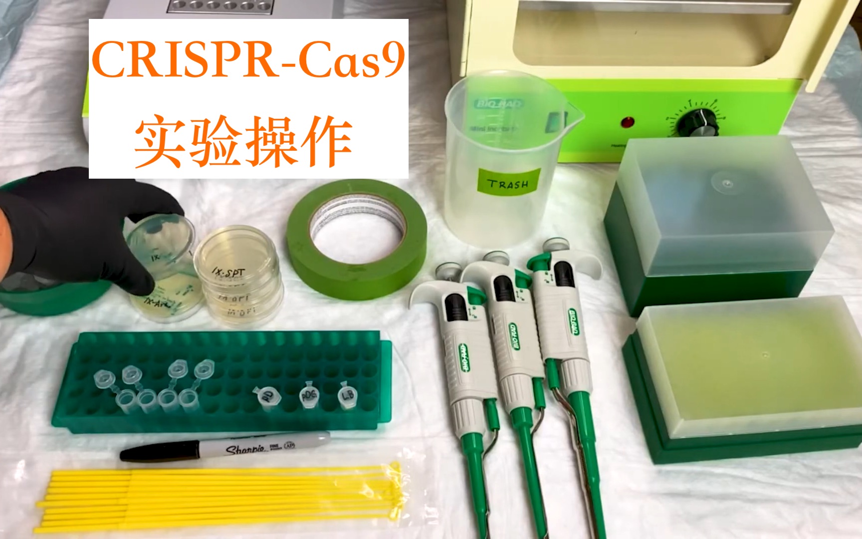 [图]CRISPR-Cas9 基因编辑实验操作（with the Out of the Blue CRISPR Kit）