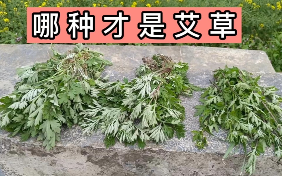 [图]到底哪种才是真艾草？吃那么多年，常常有人说我吃错了