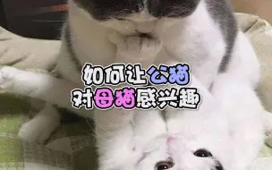 Download Video: 如何让公猫对母猫感兴趣