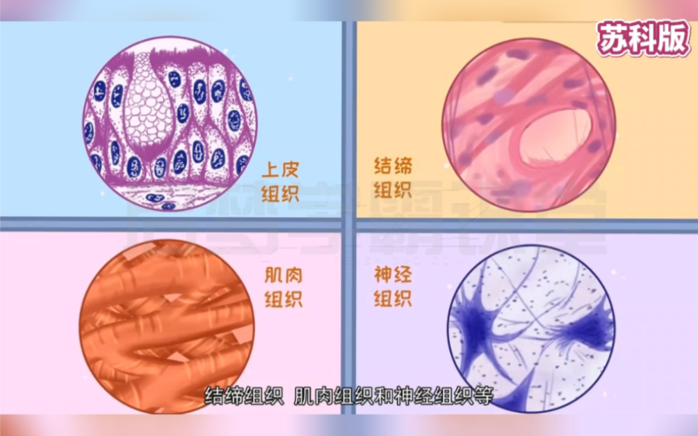 [图]七年级下册生物4.8.2《细胞分化 人&动物组织》苏科版，生物尖子生的学习捷径，看完秒懂，一学就会，生物逆袭，快速提分。