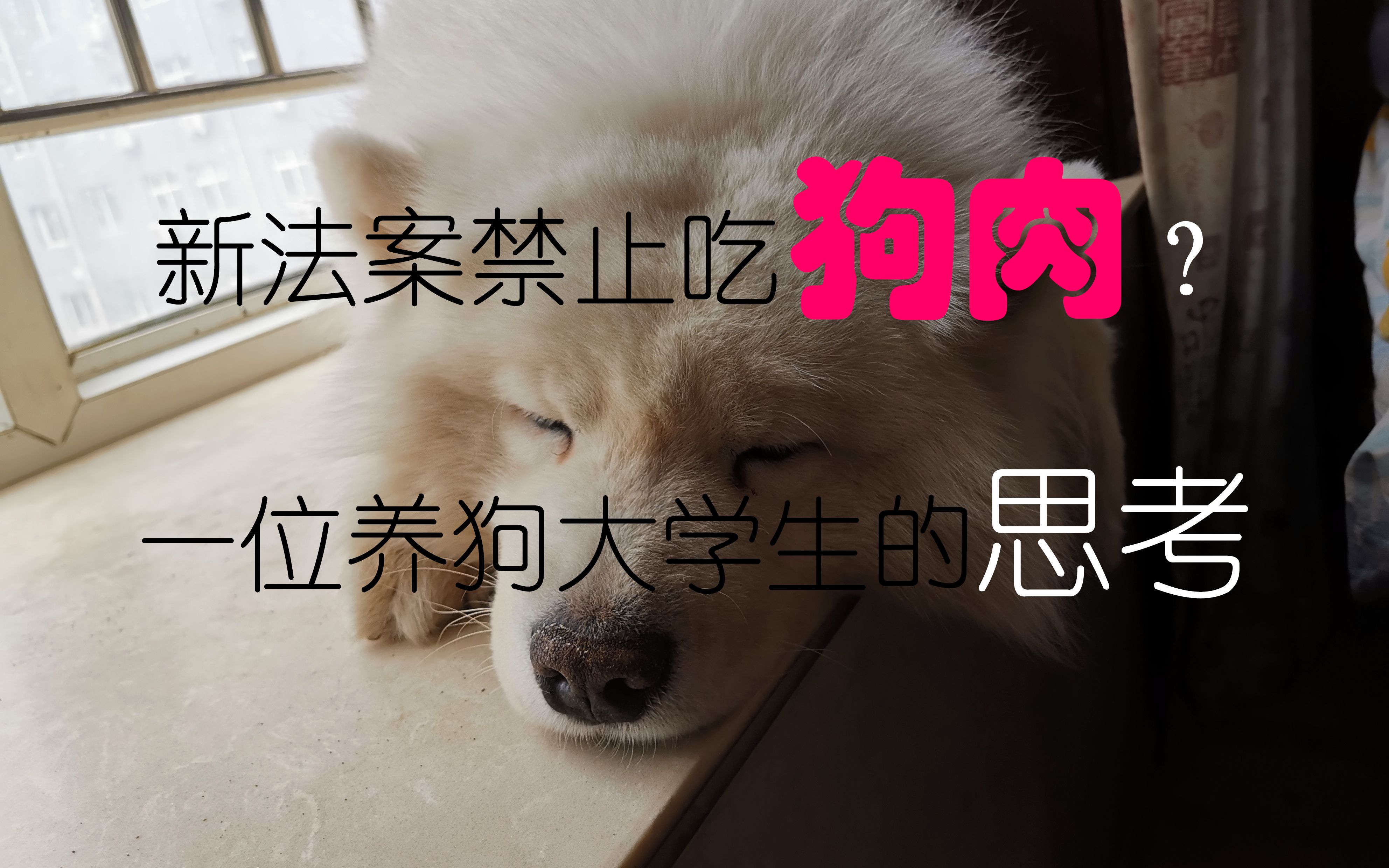 新法案禁止吃狗肉?(一位养狗大学生的思考)