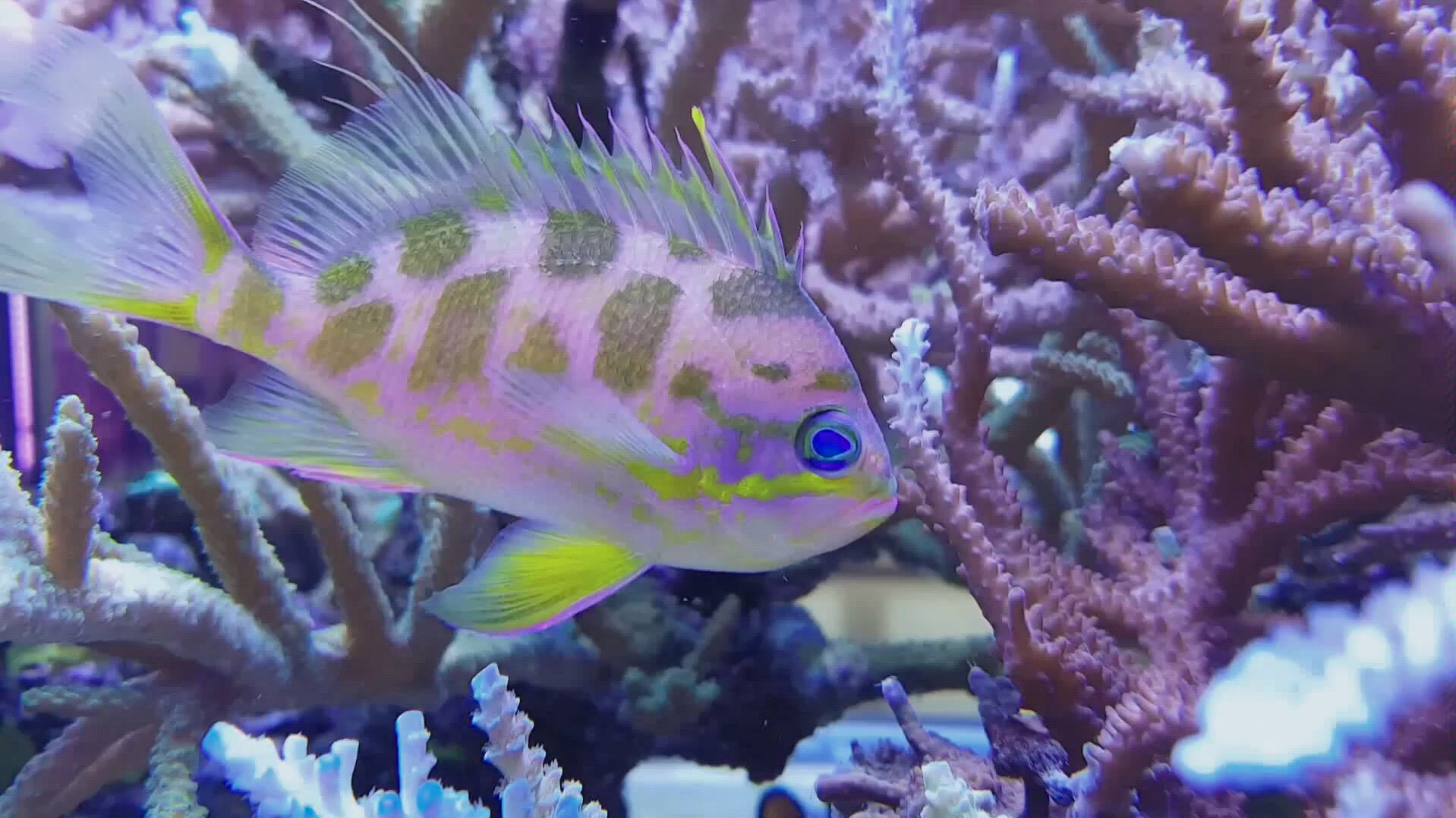 【海缸】深水樱花宝石