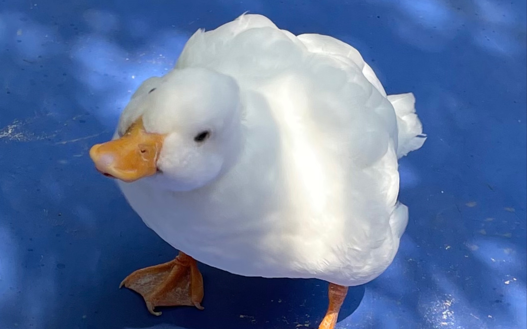 勇敢鸭鸭 不怕困难