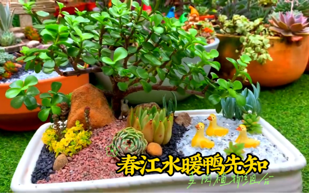 [图]多肉植物组合，春江水暖鸭先知