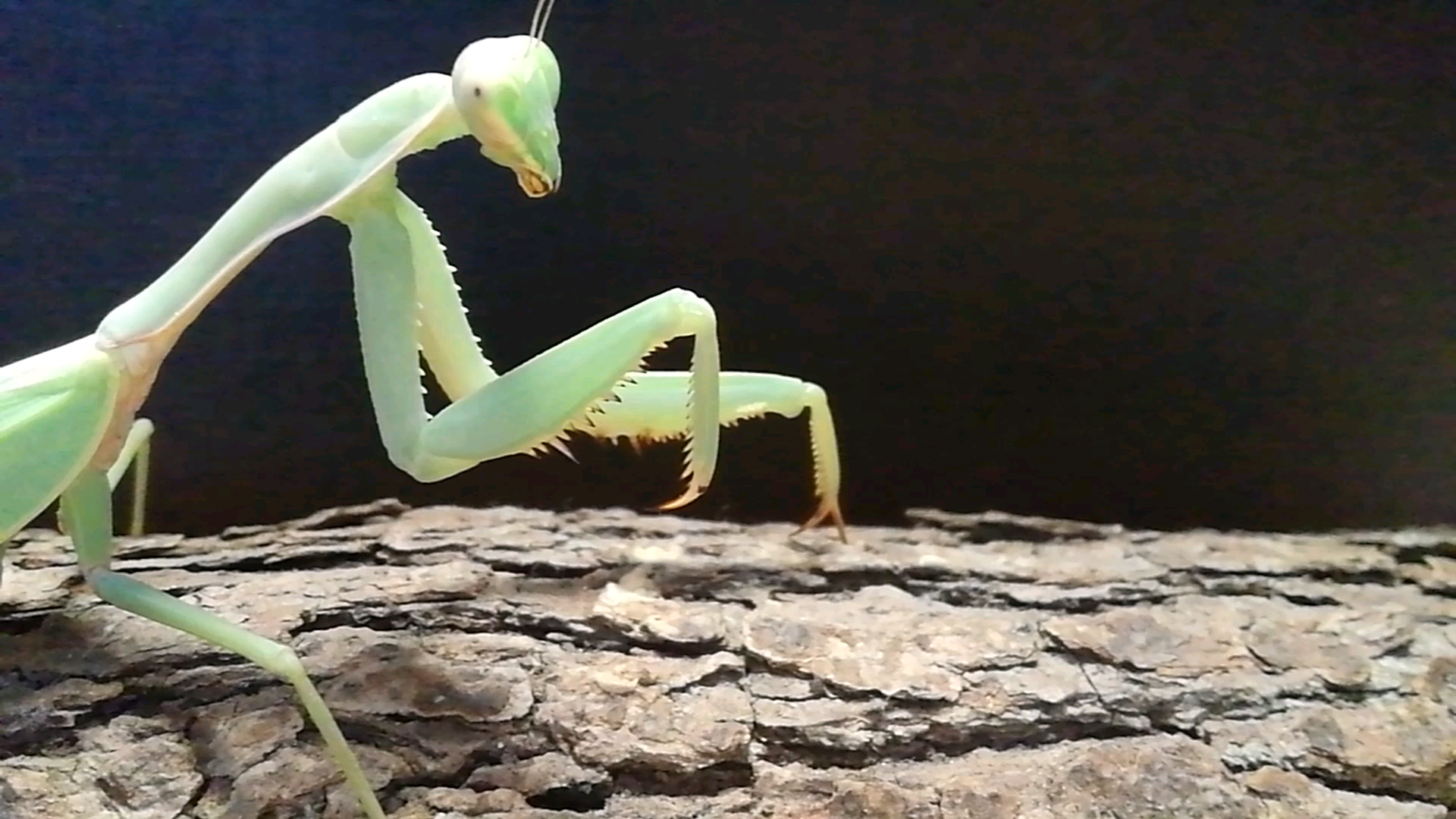 中华斧螳恰蜂后可以听到清晰的破甲声