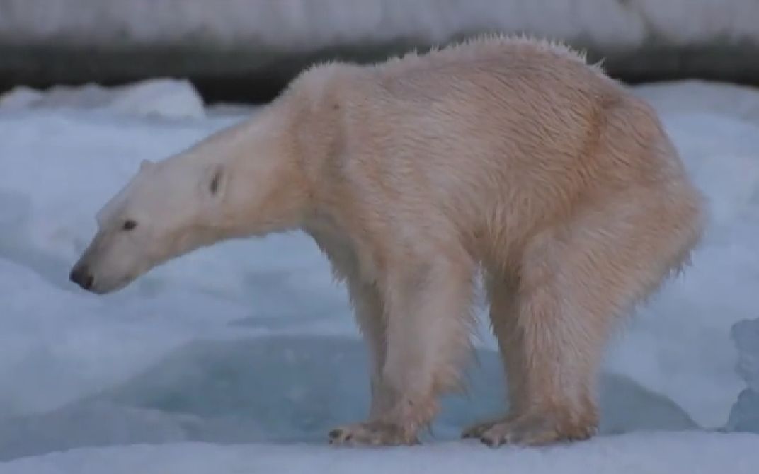 【白熊 bbc】骨瘦如柴,罪魁祸首竟是全球变暖【2017 北极熊polarbear