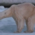 【白熊 BBC】骨瘦如柴，罪魁祸首竟是全球变暖【2017 北极熊polarBearホッキョクグマ】