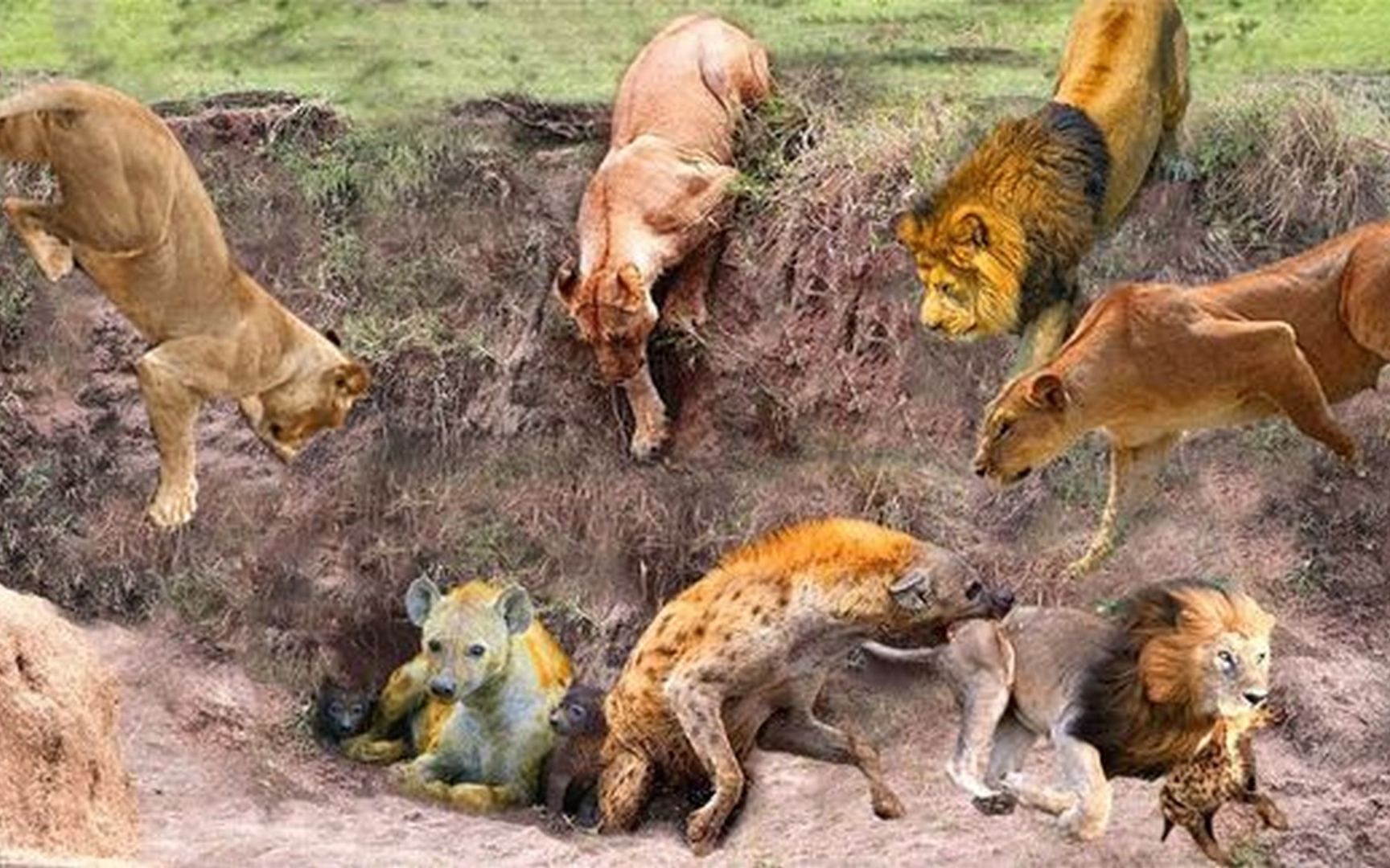 鬣狗大战狮子,鬣狗野蛮的攻击