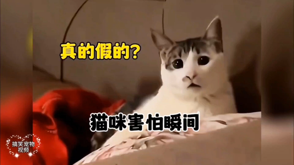 盘点猫咪害怕瞬间,猫:我当时害怕极了哔哩哔哩bilibili