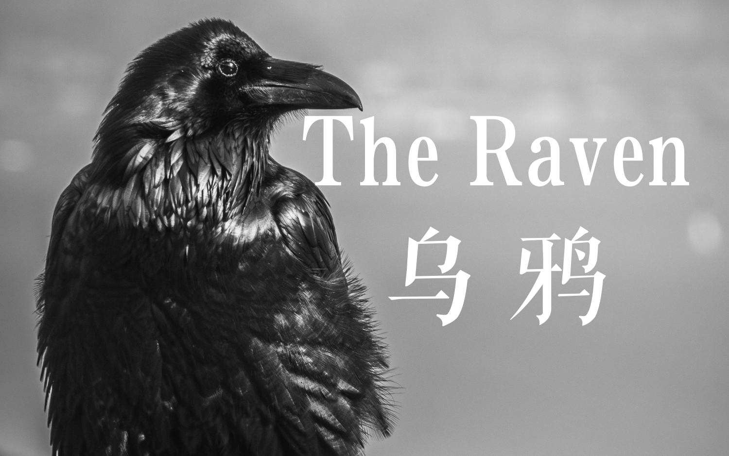 艾伦ⷧ‘ž克曼&克里斯托弗ⷮŠ李 | 朗读诗歌《乌鸦》(The Raven)【中英字幕】哔哩哔哩bilibili