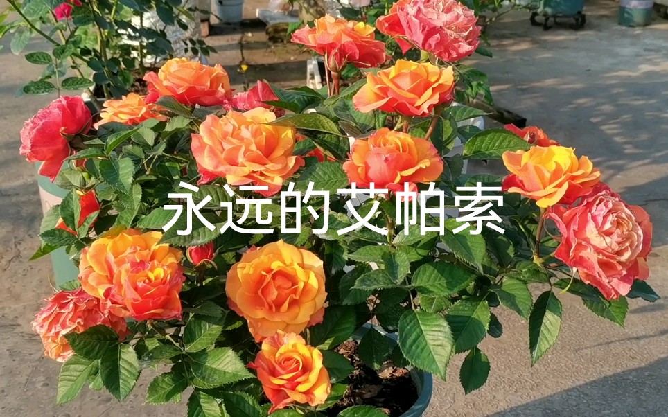 永远的艾帕索月季花群开啦,坐标重庆哔哩哔哩bilibili