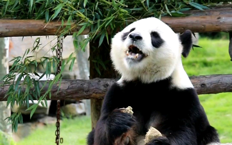 【大熊猫晶晶】晶晶每次吃东西就好开心的样子,喜欢仰着头2020.10.