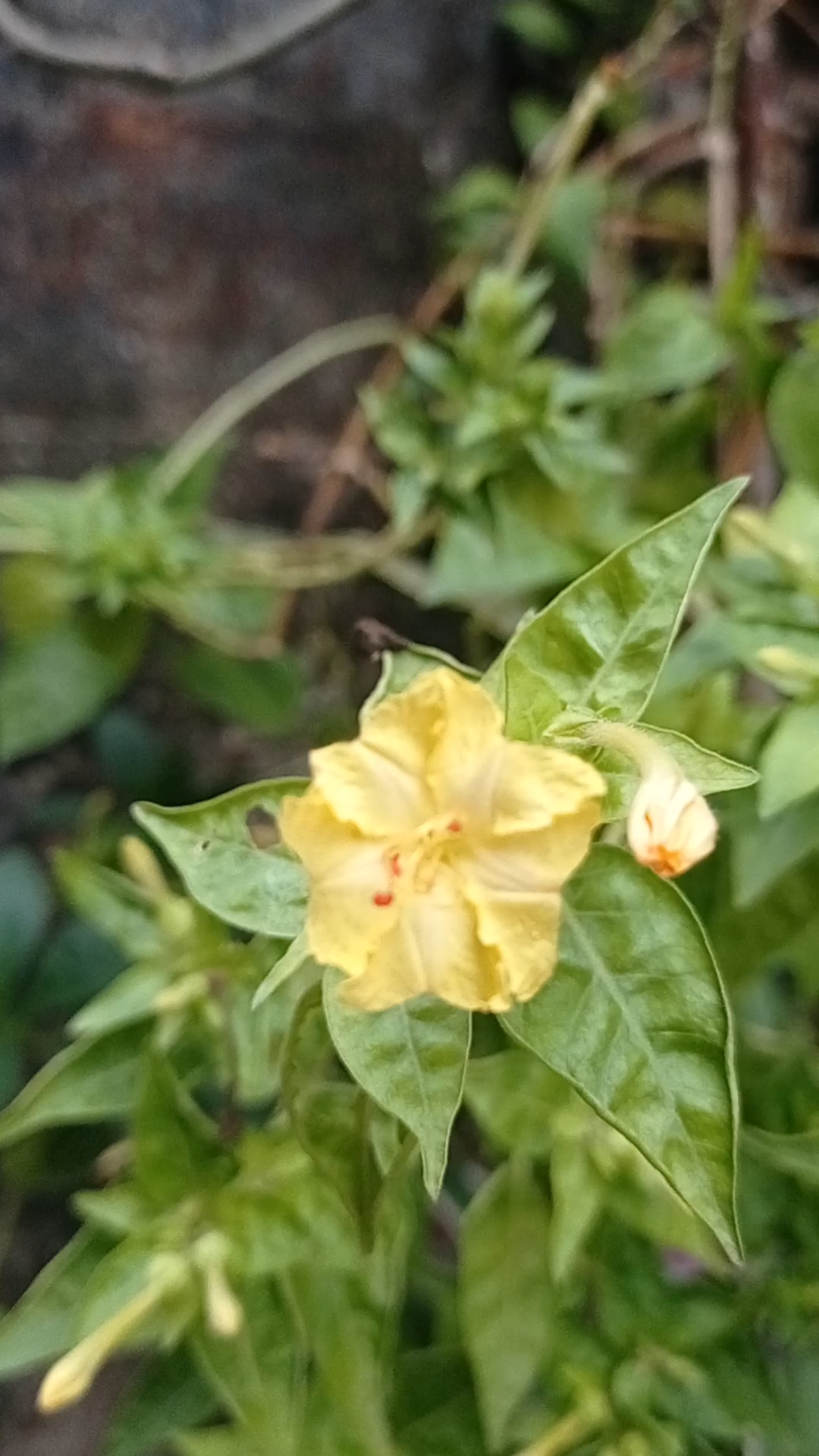 【日常生活】黄色的紫茉莉