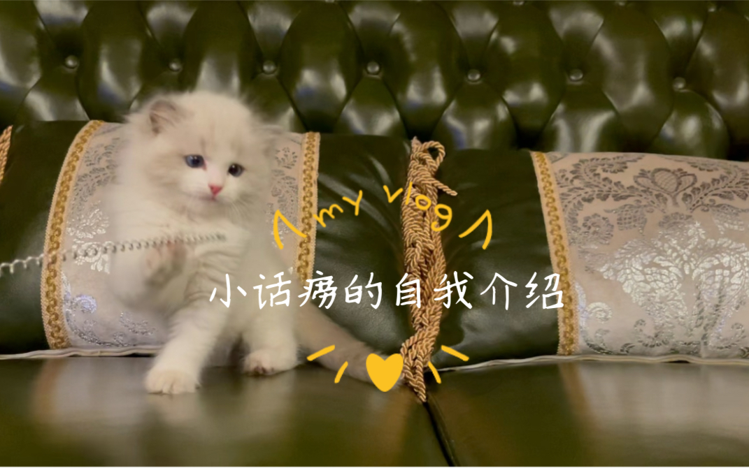 奶声奶气布偶小话痨