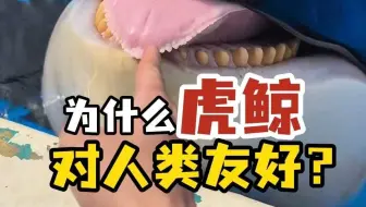 听说人类的长相，完全在虎鲸的审美上！？