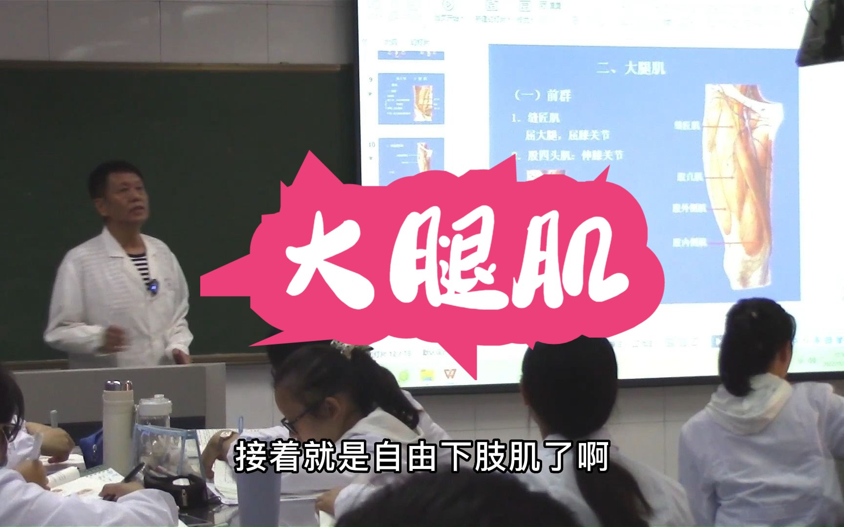 肌学 自由下肢肌 大腿肌 系统解剖学哔哩哔哩bilibili